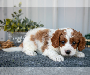 Medium Cavapoo