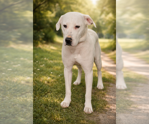 American Staffordshire Terrier Mix Dog for Adoption in Dana Point, California USA