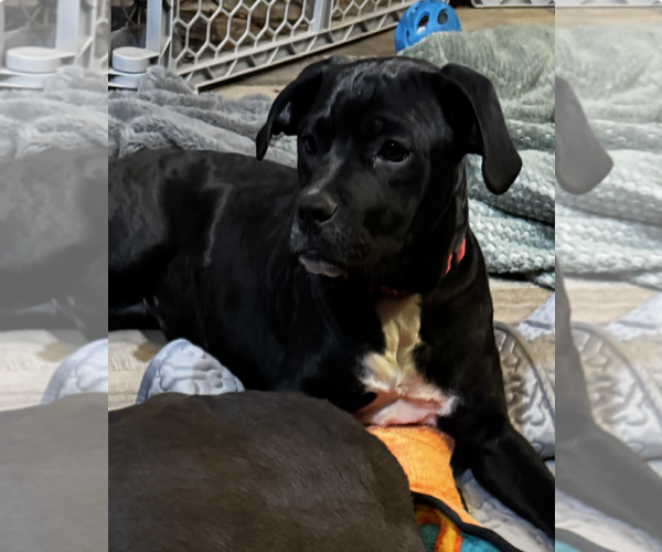 Medium Photo #4 Boxer-Unknown Mix Puppy For Sale in Kankakee, IL, USA