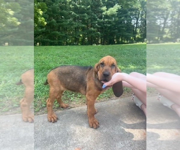 Medium Photo #5 Bloodhound Puppy For Sale in OLIN, NC, USA