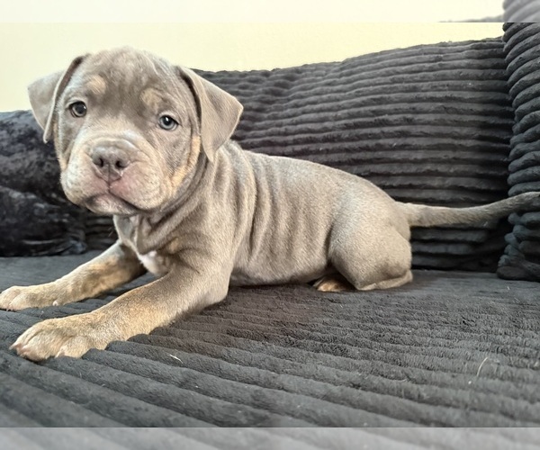 Medium Photo #11 American Bully Puppy For Sale in PALM COAST, FL, USA