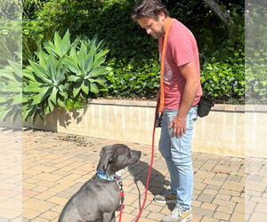 Scottie - Male Labrador Retriever-Staffordshire Bull Terrier Mix Dog for Adoption - Photo #5