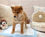 Small Shiba Inu