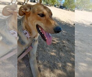 German Shepherd Dog-Greyhound Mix Dogs for adoption in Apple Valley, CA, USA