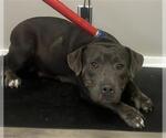 Small American Pit Bull Terrier
