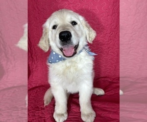 English Cream Golden Retriever Puppy for sale in GREENFIELD, IN, USA