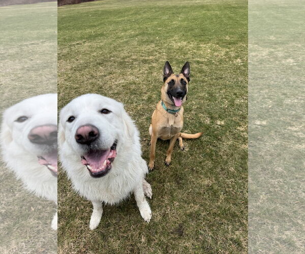 Medium Photo #4 Mutt Puppy For Sale in Stevens Point, WI, USA