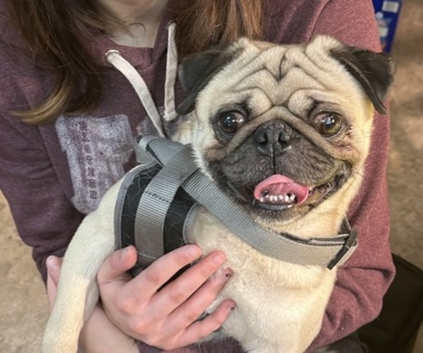 Medium Photo #1 Pug Puppy For Sale in JACKSON, KY, USA