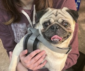 Father of the Pug puppies born on 03/31/2025