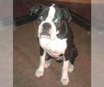 Small Photo #1 Boxer Puppy For Sale in VICTORIA, TX, USA