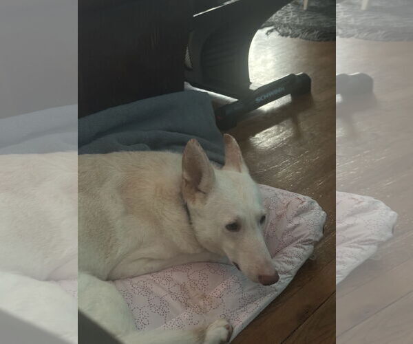 Medium Photo #1 - Mix Puppy For Sale in Rustburg, VA, USA