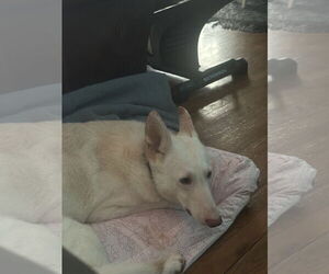 - Mix Dogs for adoption in Rustburg, VA, USA