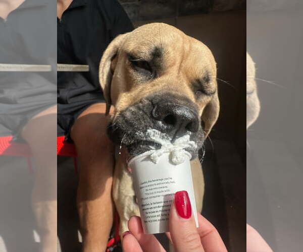 Medium Photo #3 Mutt Puppy For Sale in Goodyear, AZ, USA