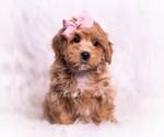 Small Photo #57 Maltipoo (Toy) Puppy For Sale in WARSAW, IN, USA