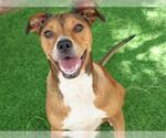 LOVEBUG - Female Boxer-Unknown Mix Dog for Adoption - Small photo