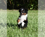 Small #3 Miniature Australian Shepherd