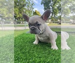 Small Photo #5 French Bulldog Puppy For Sale in CRYSTAL CITY, TX, USA