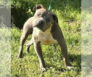 American Pit Bull Terrier-Unknown Mix Dogs for adoption in Wetumpka, AL, USA