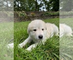 Puppy Eloween Alaskan Malamute-Great Pyrenees Mix