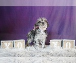 Small Photo #4 Schnauzer (Miniature) Puppy For Sale in WARSAW, IN, USA