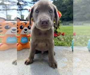 Labrador Retriever Puppy for Sale in NEOLA, West Virginia USA