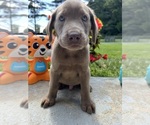 Image preview for Ad Listing. Nickname: AKC Ready to Go