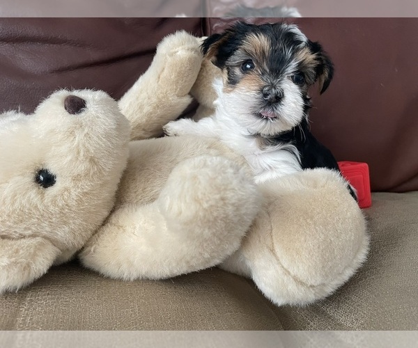 Medium Photo #5 Yorkshire Terrier Puppy For Sale in DENVER, CO, USA