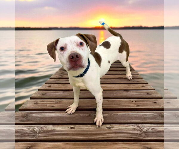 Medium Photo #9 Pointer-Unknown Mix Puppy For Sale in Alexander, AR, USA