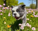 Small #4 French Bulldog