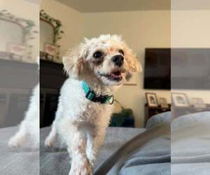 Moonpie - Male Poodle (Toy)-Unknown Mix Dog for Adoption - Photo #3