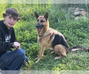 German Shepherd Dog Dogs for adoption in DISCOVERY BAY, CA, USA