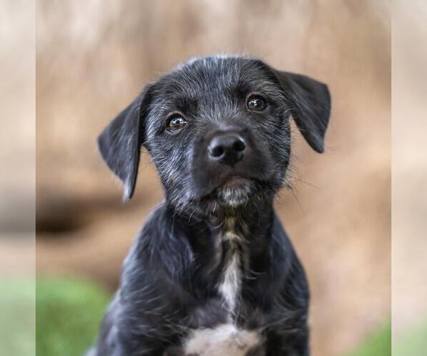 Medium Photo #3 Mutt Puppy For Sale in San Diego, CA, USA