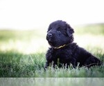 Small #1 German Shepherd Dog