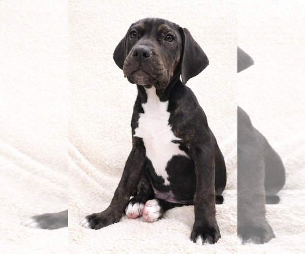 Medium Photo #2 Boxer-Unknown Mix Puppy For Sale in Duluth, MN, USA