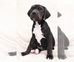Small #1 Boxer Mix