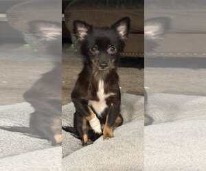 Chihuahua Dogs for adoption in Mount Pleasant, SC, USA