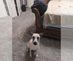 Small #2 Mutt