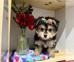 Small #11 Morkie