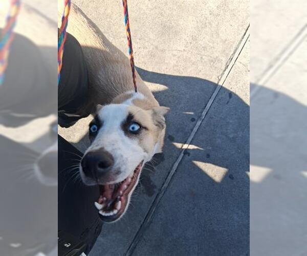 Medium Photo #1 Siberian Husky-Unknown Mix Puppy For Sale in Houston, TX, USA