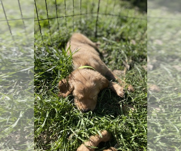 Medium Photo #6 Golden Retriever Puppy For Sale in SUMMERVILLE, SC, USA