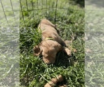 Small Photo #6 Golden Retriever Puppy For Sale in SUMMERVILLE, SC, USA