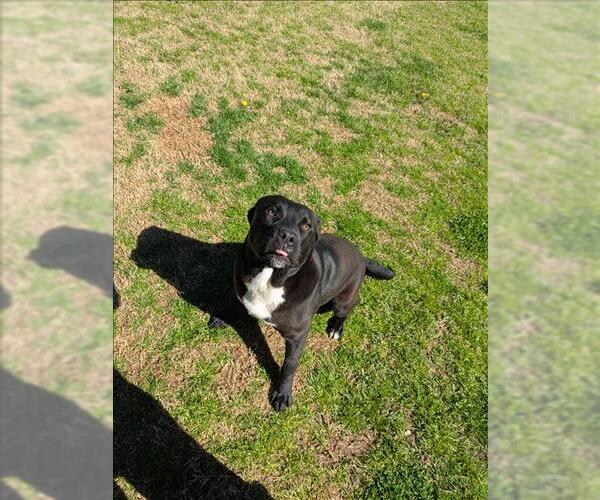 Medium Photo #1 Rottweiler-Unknown Mix Puppy For Sale in Grovetown, GA, USA