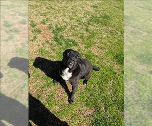 Rottweiler-Unknown Mix Dogs for adoption in Grovetown, GA, USA