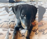 Small #2 Doberman Pinscher