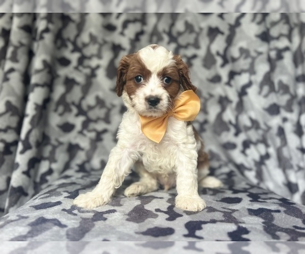 Medium Photo #3 Cavapoo Puppy For Sale in LAKELAND, FL, USA