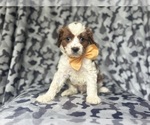 Small #2 Cavapoo