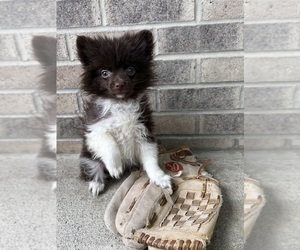 Pomeranian Puppy for sale in MIDDLEBURY, IN, USA