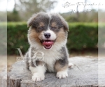 Small #4 Pembroke Welsh Corgi