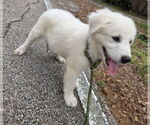 Small #4 Great Pyrenees