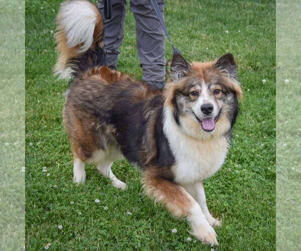 Medium Photo #3 Border-Aussie Puppy For Sale in Huntley, IL, USA